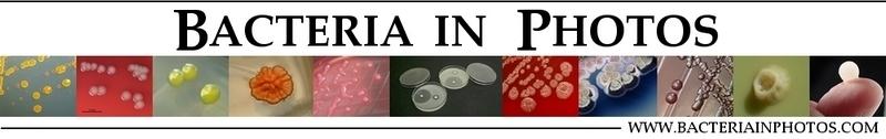 www.bacteriainphotos.com bacteriainphotos.com promo